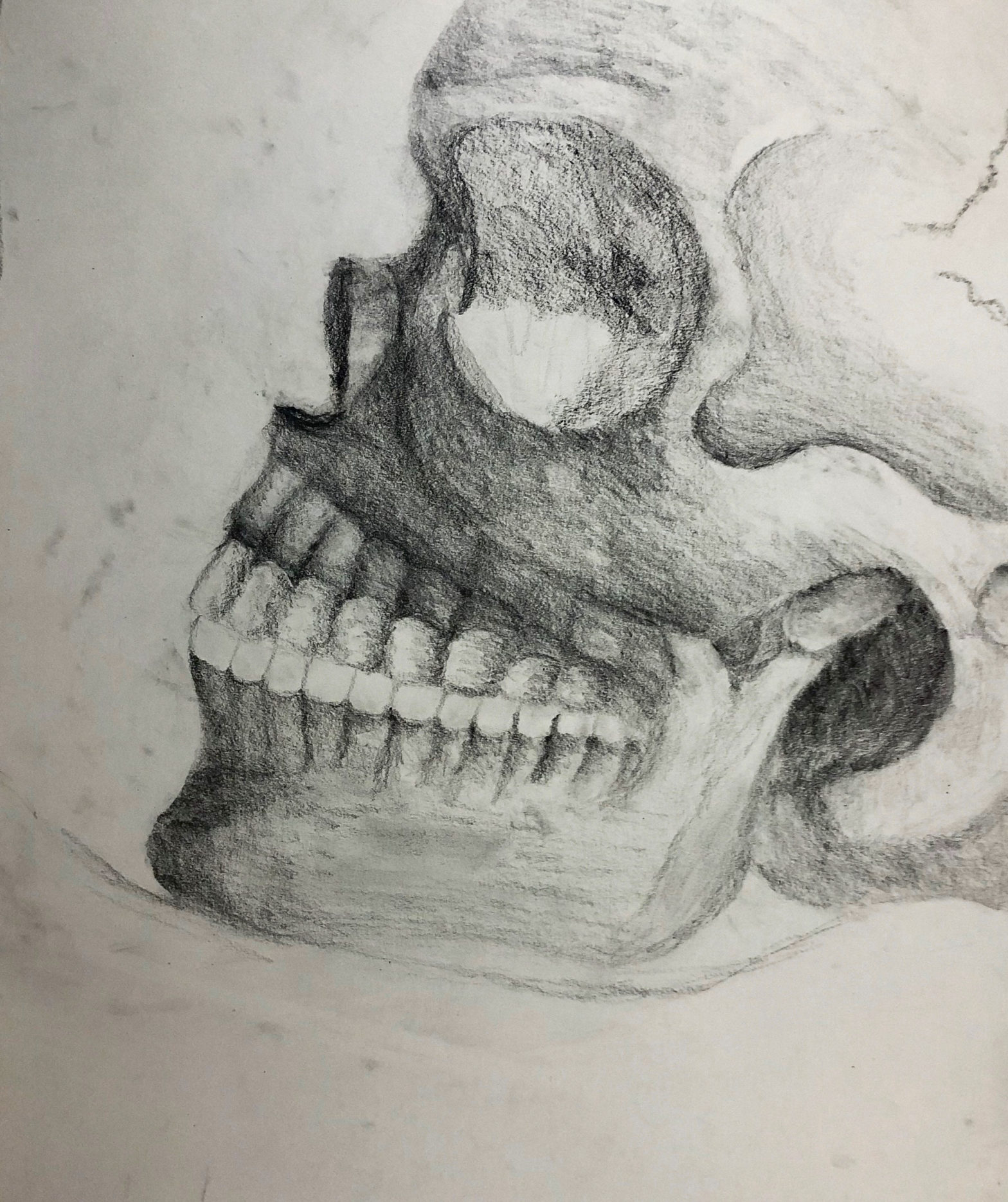 This is a drawing of a skull done in graphite. The light is coming from behind the skull the front is only partially shaded in. 