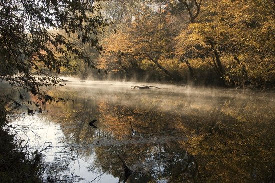 Mist rises from the Eno River as the sun shines through near the top of the trees on the bank of the riverbed. 