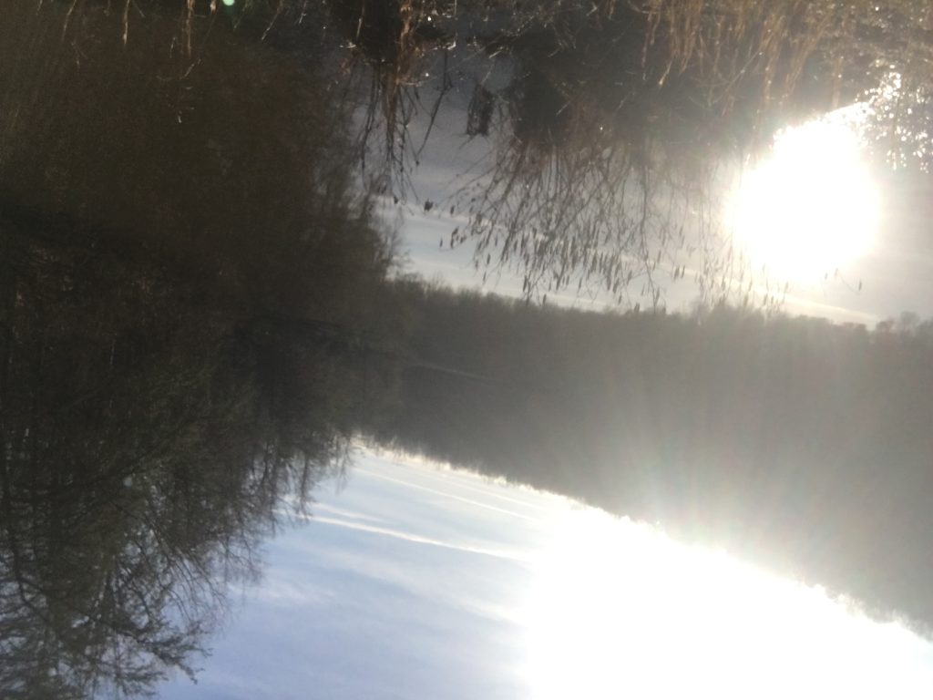 A picture of lots of different trees behind a lake with the sun brightly shining through