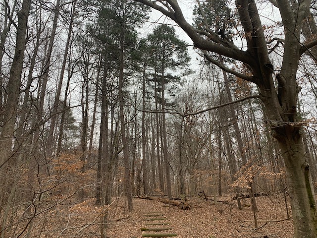 Picture of the entrance to the Guilford College woods, with logs at the bottom leading inwards and tall trees surrounding the path