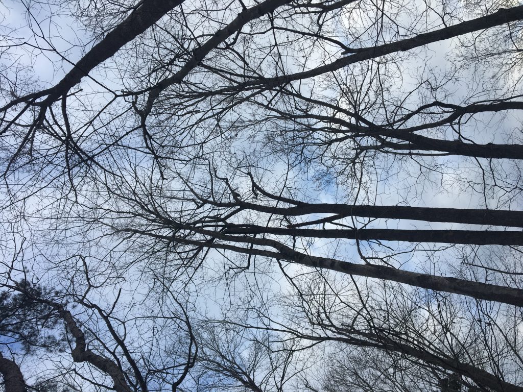 An overhead view of the trees. The blue sky is the background for this photo that features the bare branches of the trees intertwined to look like a web.