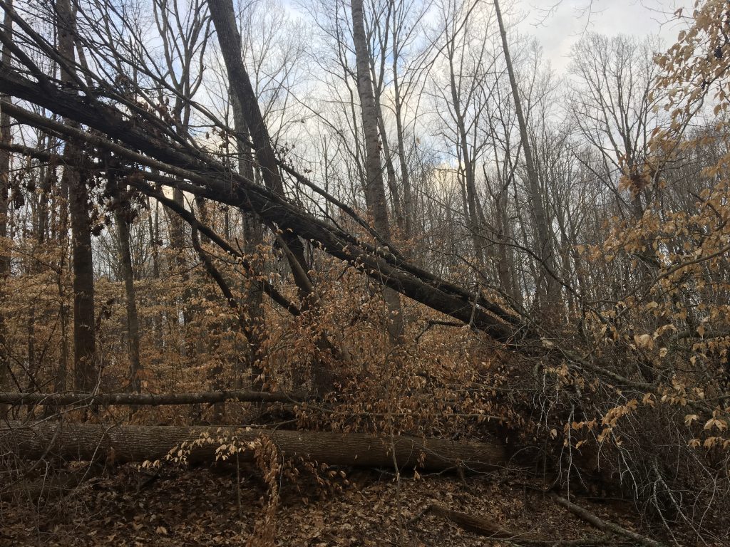 A forest of tall trees standing upright with one tree laying horizontal, with branches sticking out of one side and roots visible on the right side.