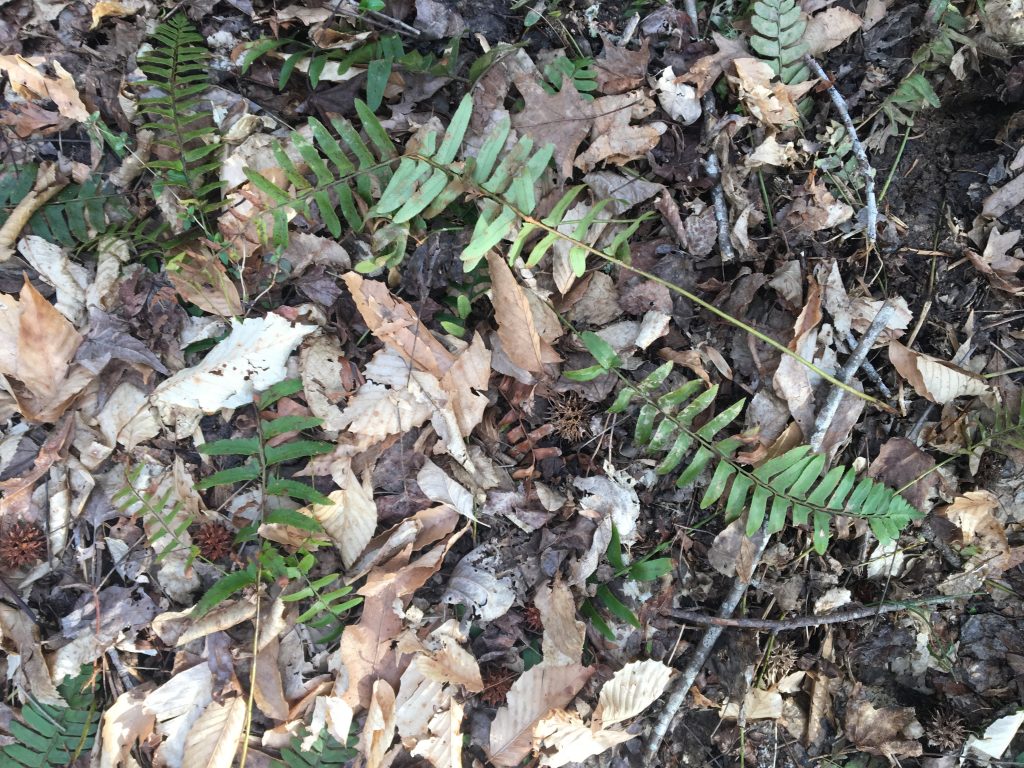 Picture of the ground at a park with different colored leaves and spikey balls. There are also small twigs among the green leaves. 