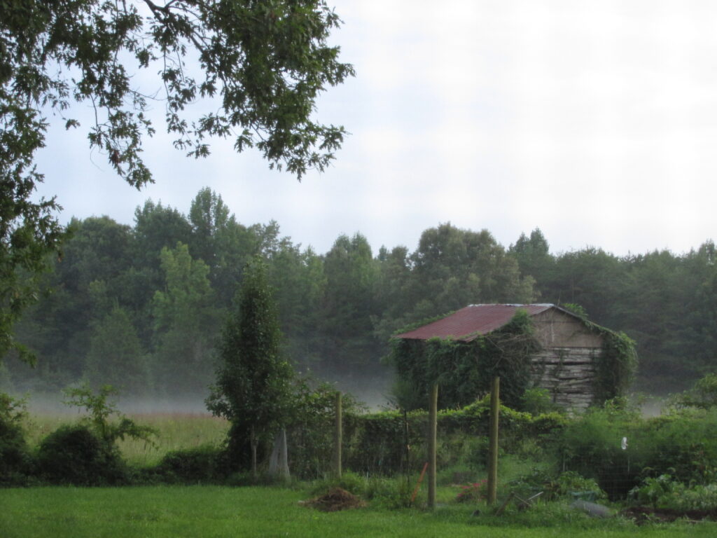 A foggy green spring day at the Farm looking out to an old Tobacco drying barn covered in vines