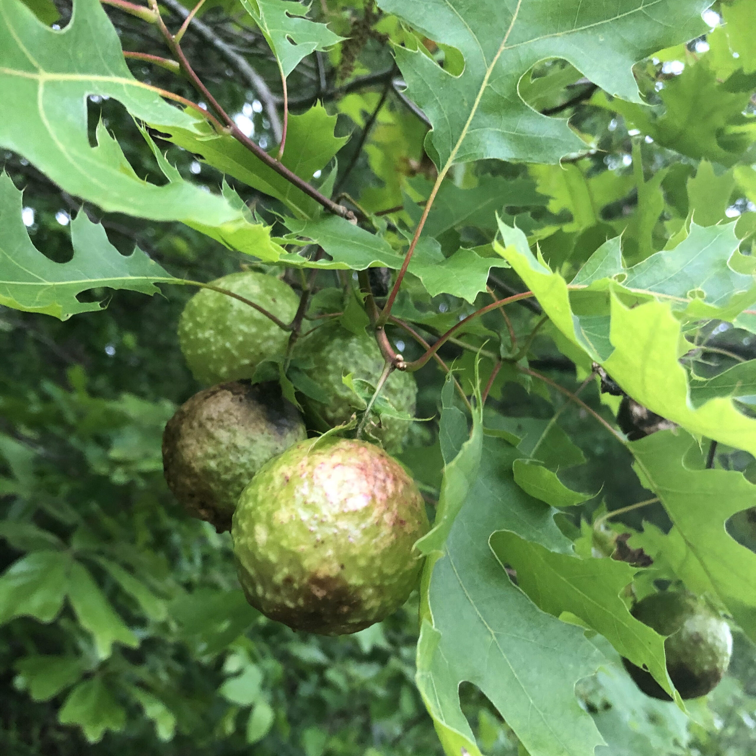 Walnut-like Oak Galls