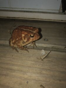 Dexter the Deck Toad (American Toad) with a moth