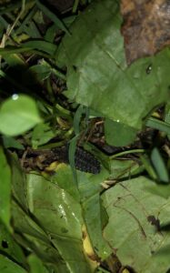 A scaly firefly larvae hidden in the greenery