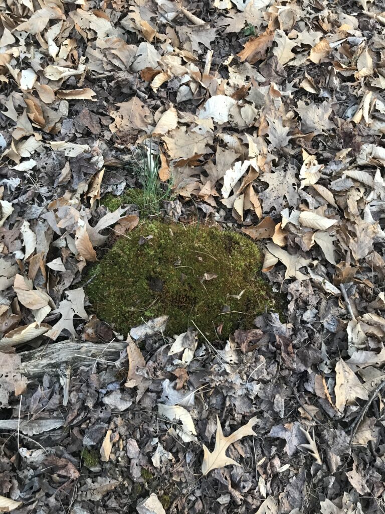 A picture of a little mound of moss surrounded by yellow-grey leaves and some sticks. 