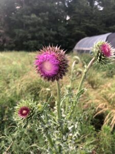 Purple Thistle