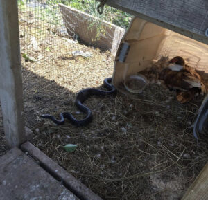 An Eastern Black Rat Snake emerging from the duck coop