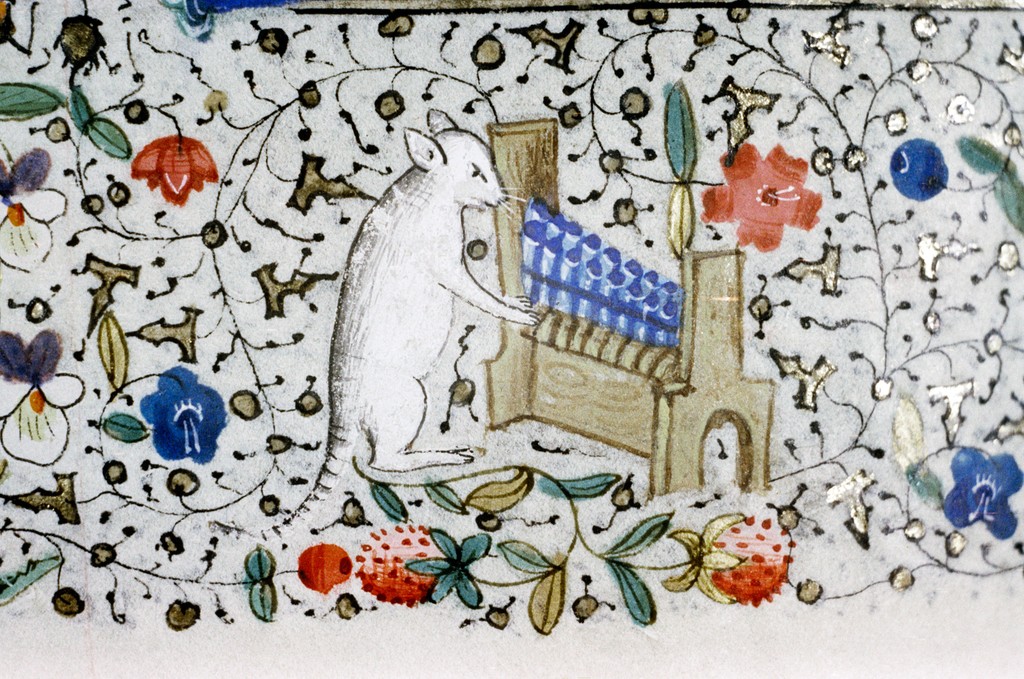 White cat playing an organ